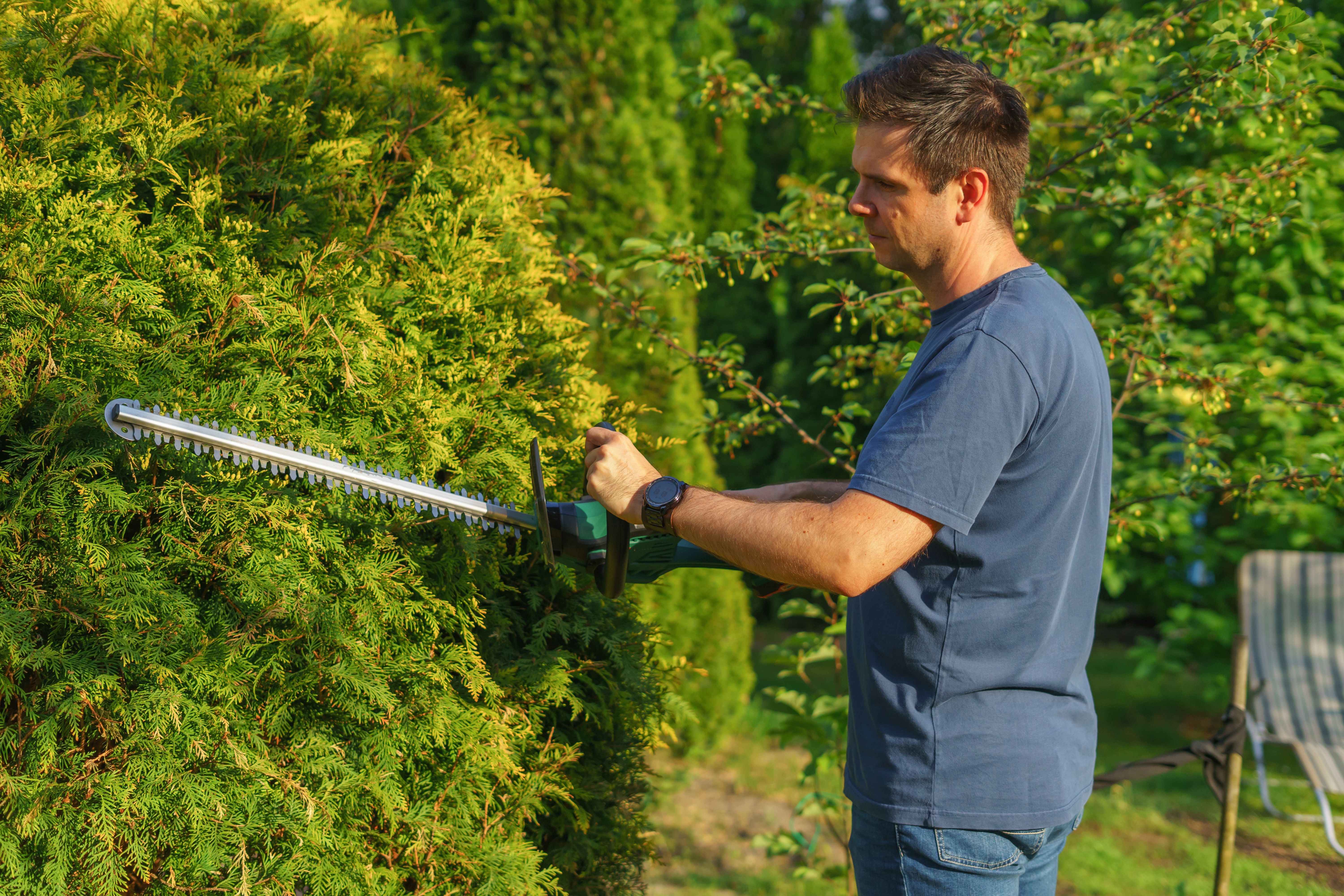 Professional trimming garden shrubs